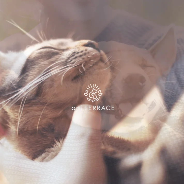 ani TERRACEのWebサイトデザイン